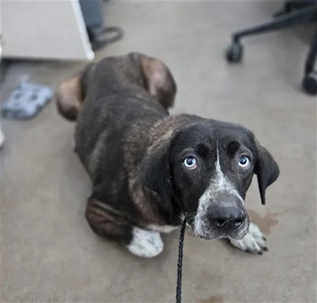 A young large-sized female Mixed Breed dog named Gummie for adoption in Dallas, TX