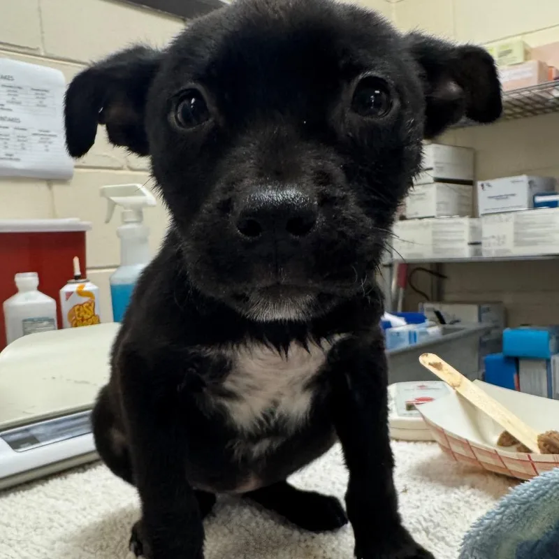 A baby medium-sized female Black Mixed Breed dog named Leia for adoption in Englewood, FL
