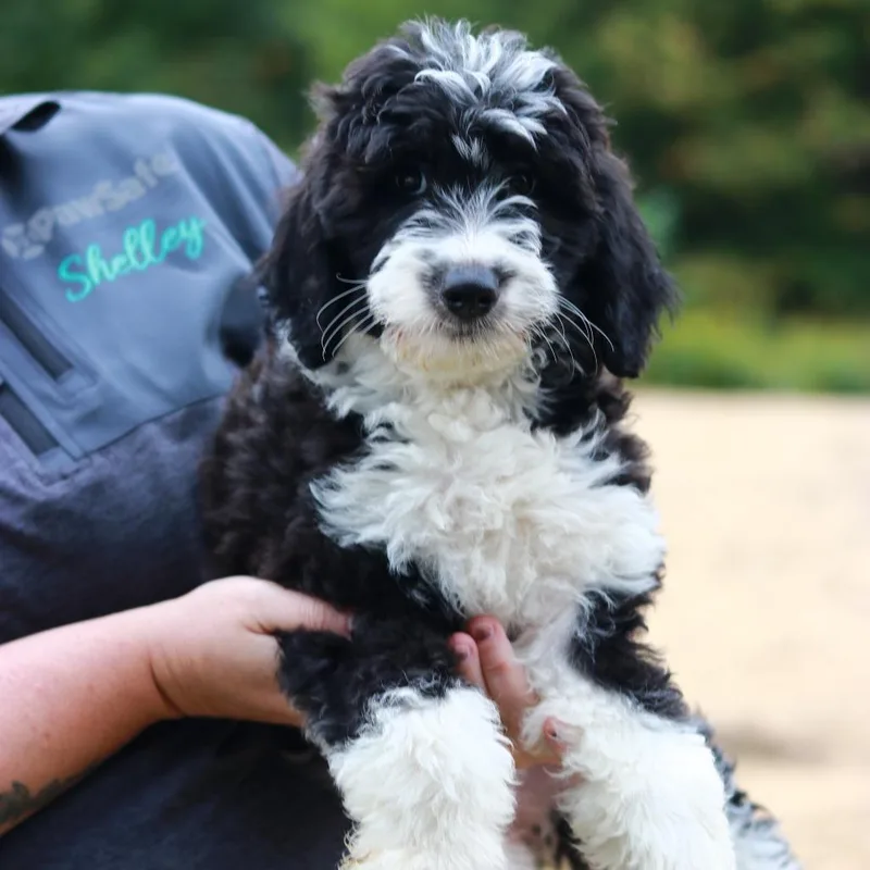 A baby medium-sized female Aussiedoodle dog named CT Adrian avail Sep for adoption in Stormville, NY