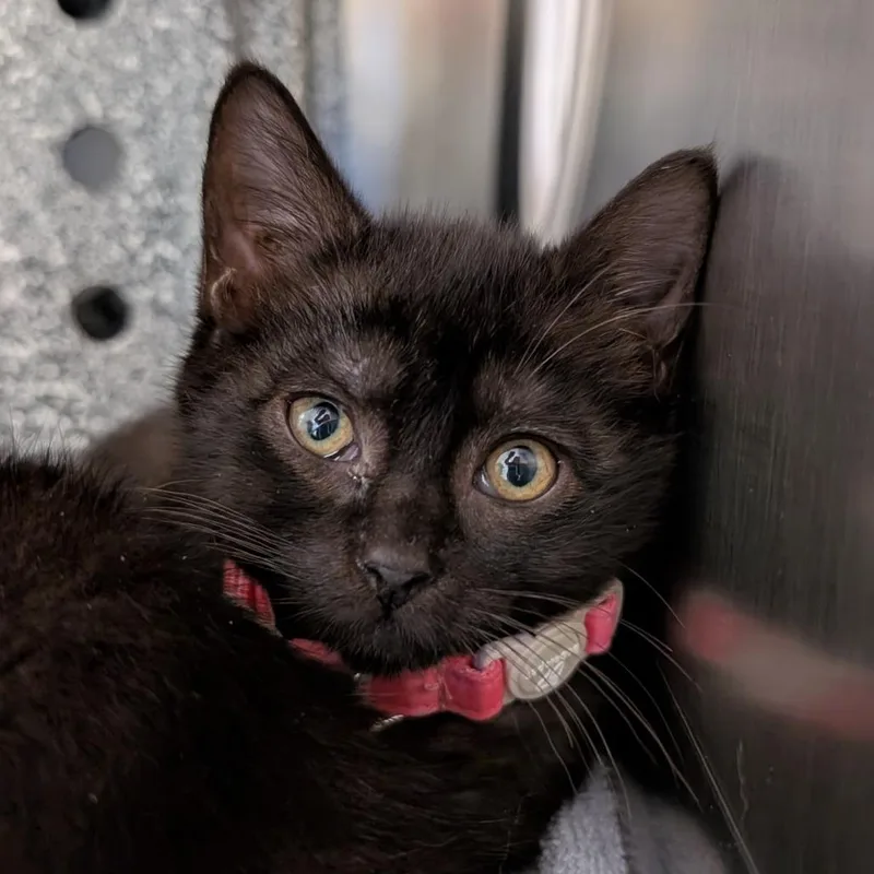 A baby small-sized female Black Domestic Short Hair cat named Highlighter for adoption in Birdsboro, PA