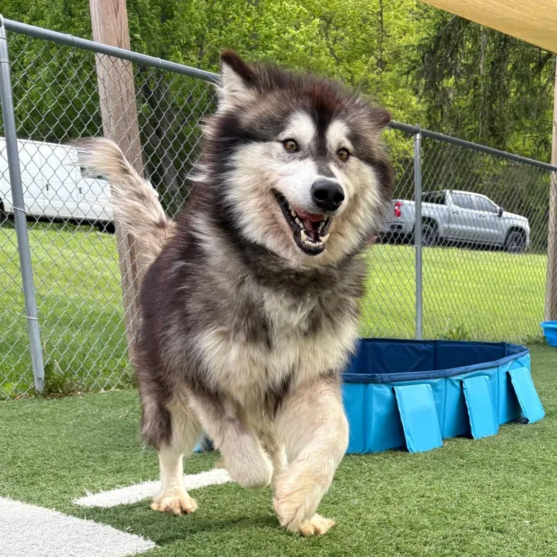 An adult large-sized male Black Mixed Breed dog named Zazu for adoption in Batavia, OH