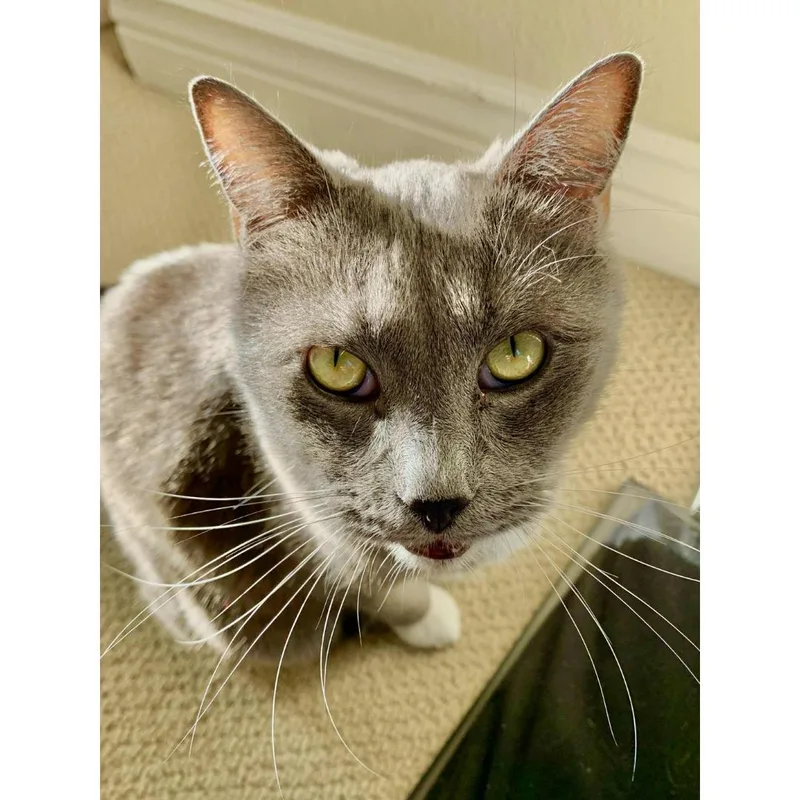 An adult medium-sized male Gray & White Domestic Long Hair cat named Elvis for adoption in Morgan Hill, CA