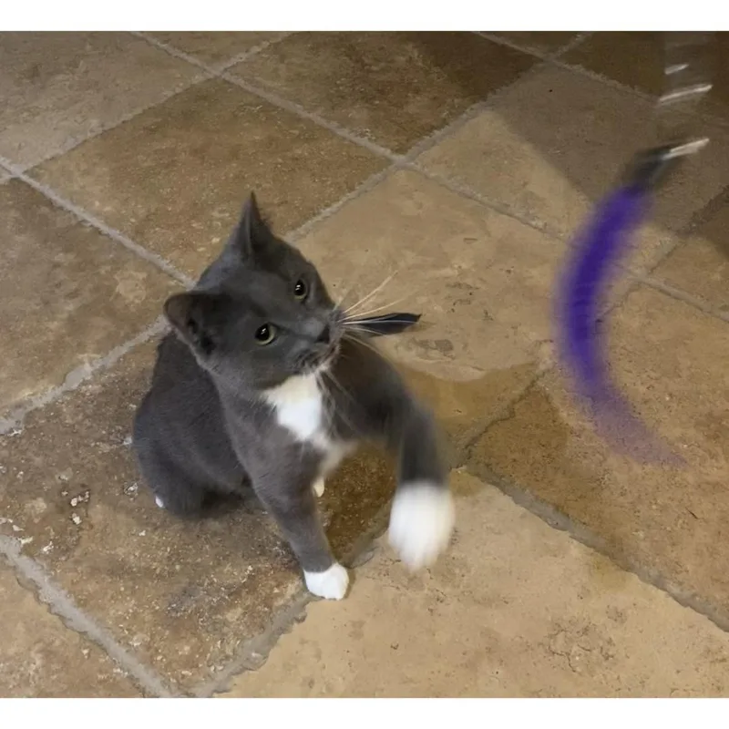 Elvis thumbnail 6
