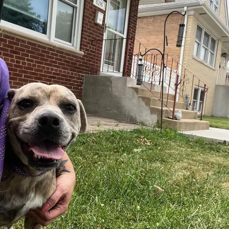 A young medium-sized female Gray / Blue / Silver Pit Bull Terrier dog named Clover for adoption in Chicago, IL