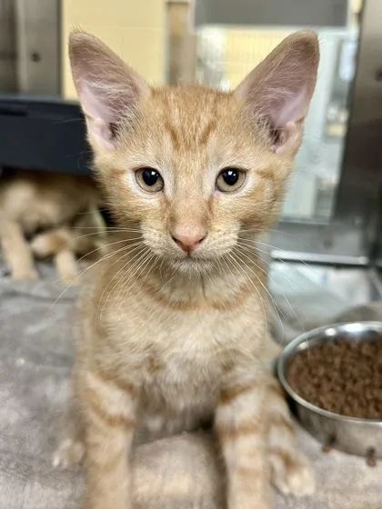 A baby medium-sized male Orange / Red Domestic Short Hair cat named Carrot for adoption in Wichita, KS