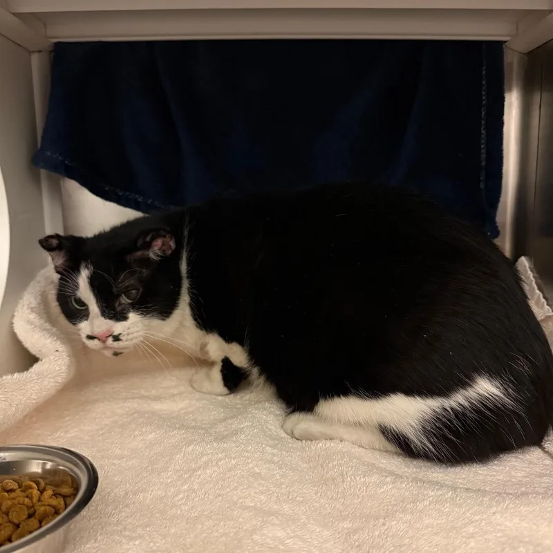 A senior large-sized female Black Domestic Short Hair cat named Clover for adoption in Council Bluffs, IA