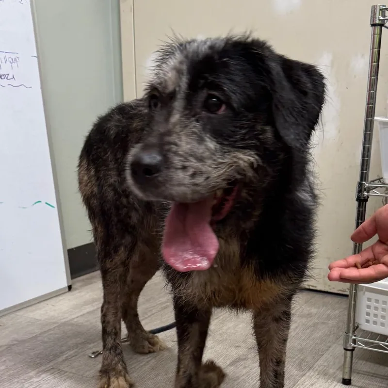 An adult medium-sized female White / Cream Irish Wolfhound dog named Princess Leia for adoption in Waldorf, MD