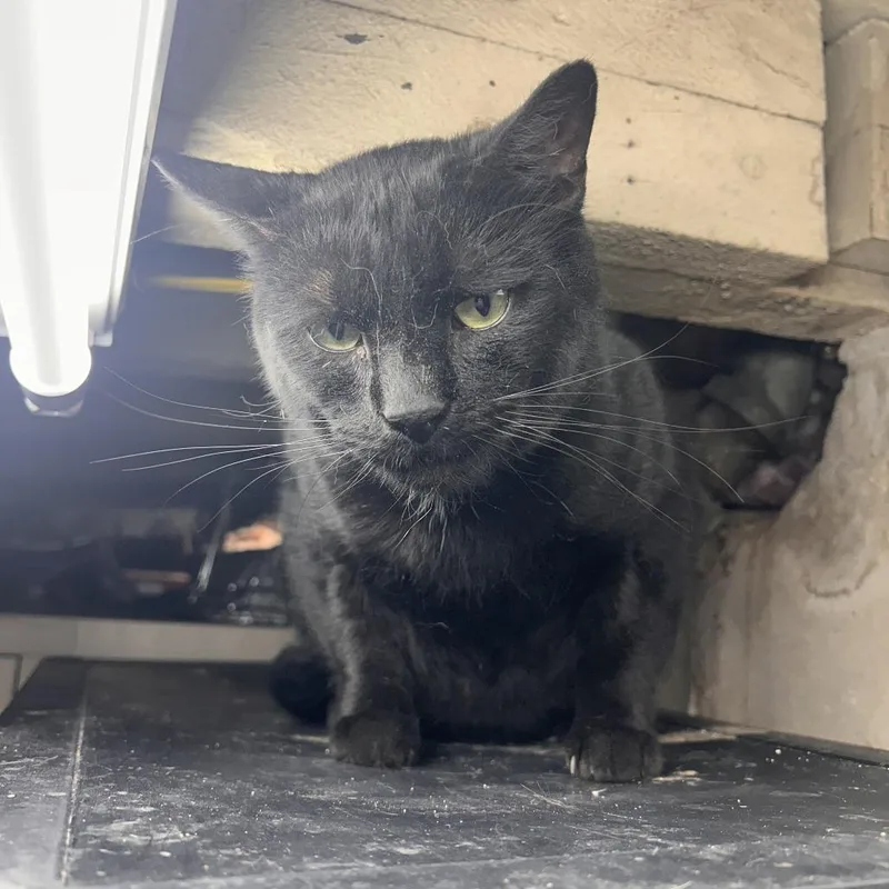 An adult small-sized male Black Domestic Short Hair cat named Clyde for adoption in Philadelphia, PA