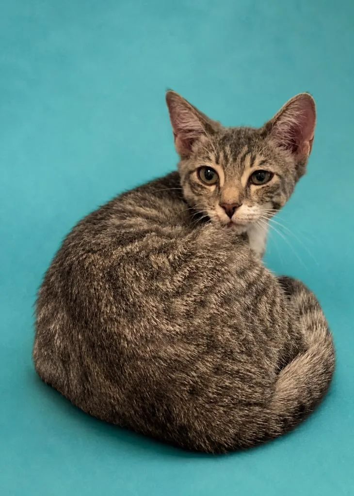 A baby small-sized female Domestic Short Hair cat named Lucy for adoption in Columbia, TN