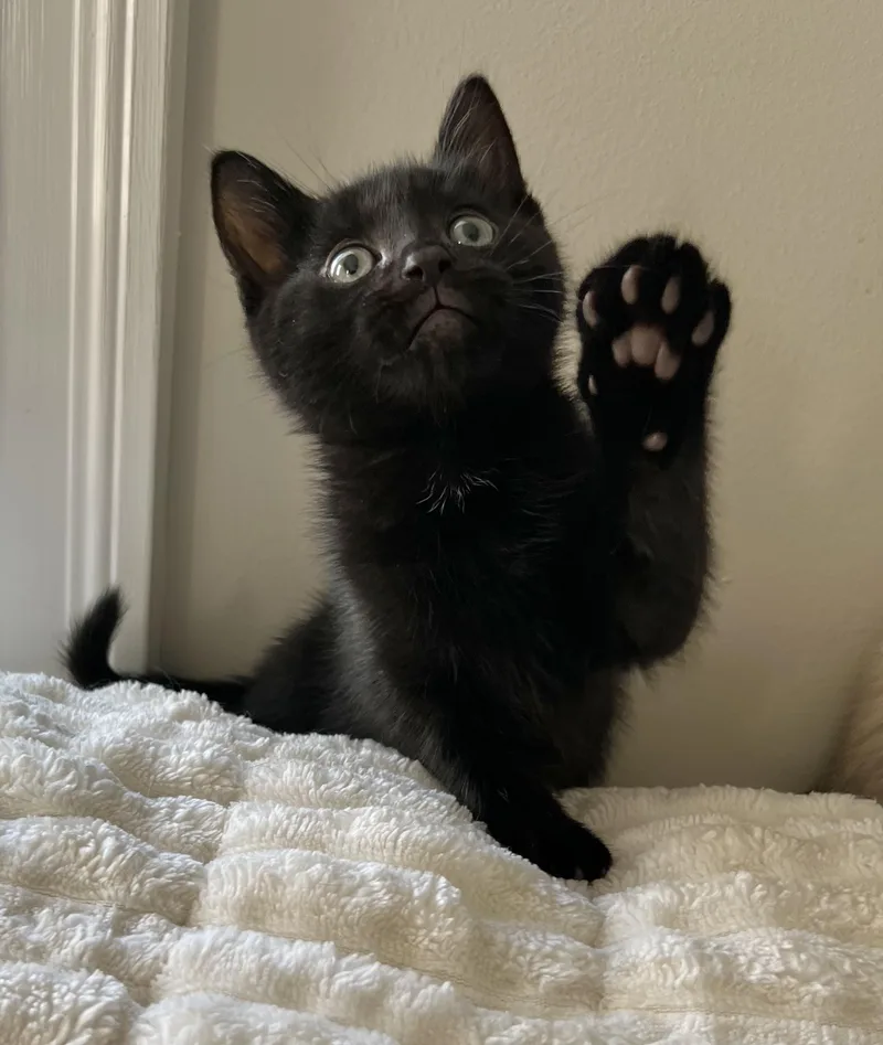 A baby medium-sized male Black Domestic Short Hair cat named Joe And Kevin for adoption in Allentown, NJ