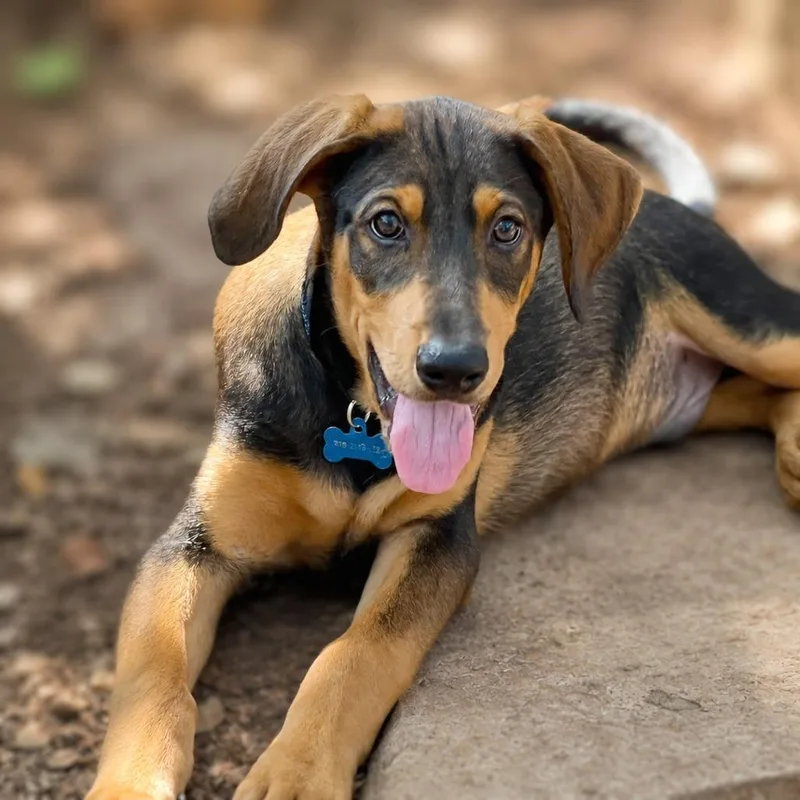 A baby small-sized male Brown / Chocolate Hound dog named Briggs for adoption in Boerne, TX