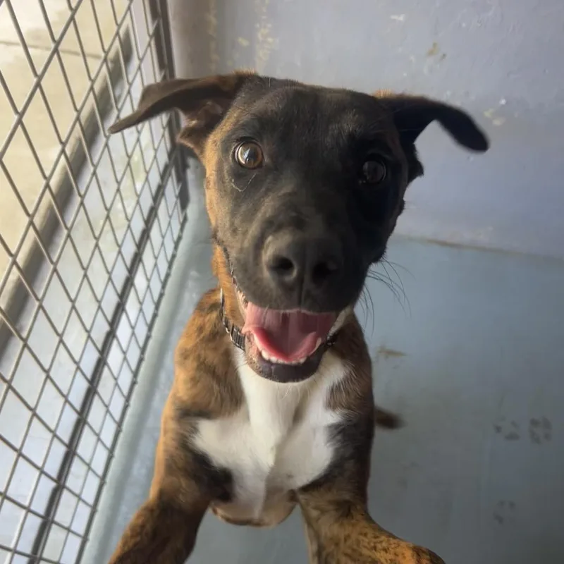 A young medium-sized male Brindle Boxer dog named Buck for adoption in Kyle, TX