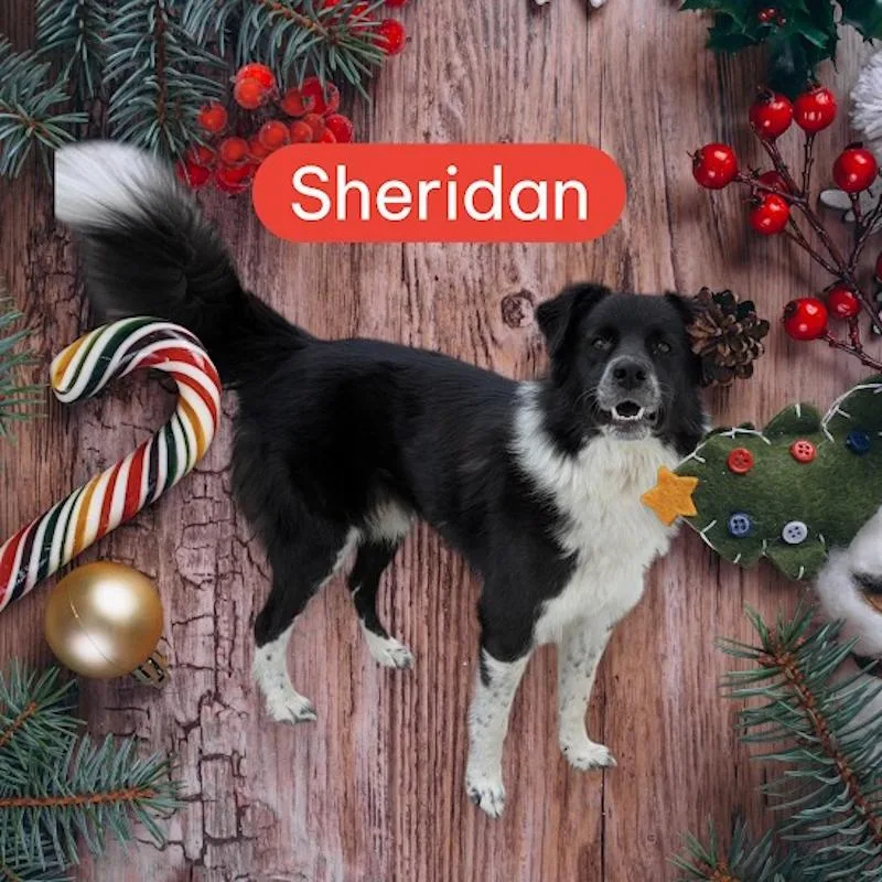 An adult medium-sized female Black Border Collie dog named Sheridan for adoption in York, NE