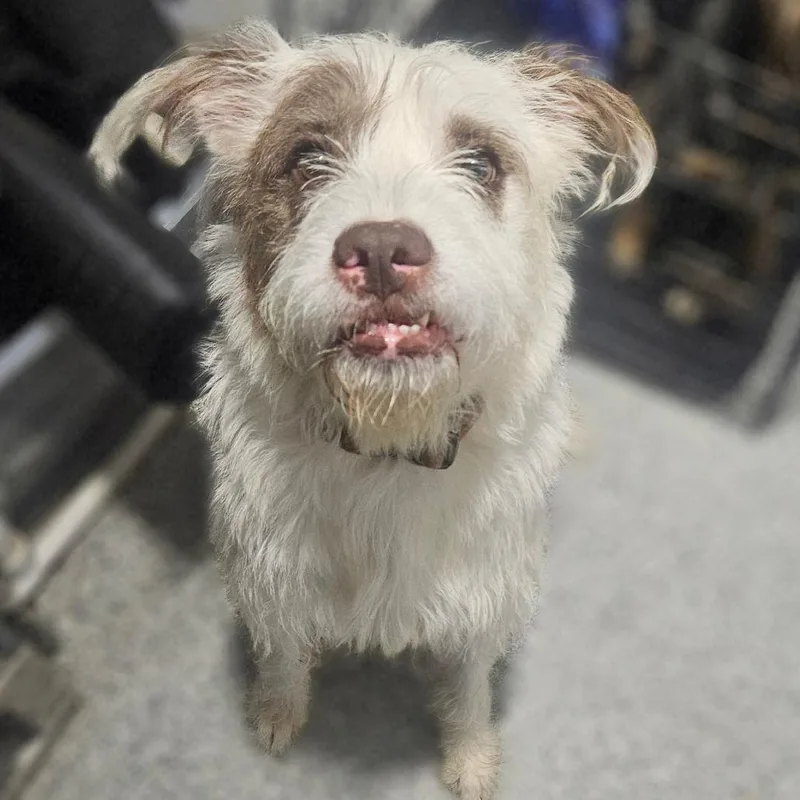 A young medium-sized female White / Cream Terrier dog named Kenni for adoption in Monticello, IA