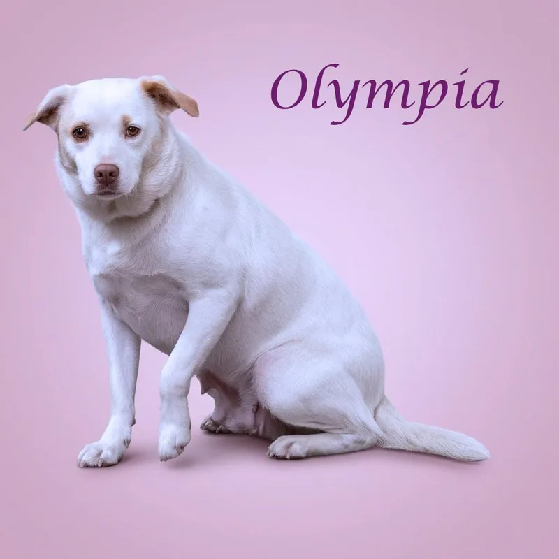 Olympia D