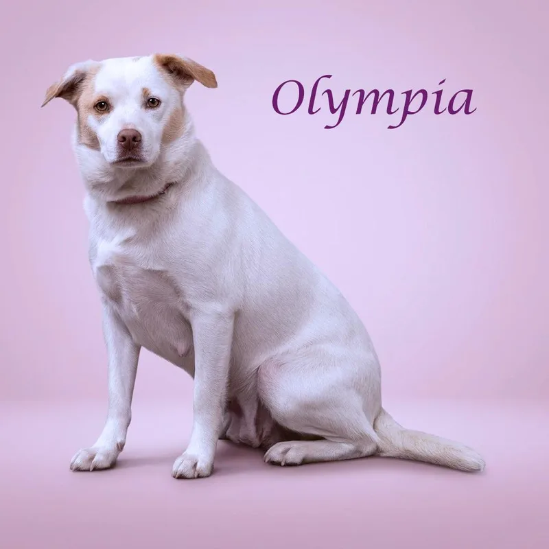 Olympia D thumbnail 2