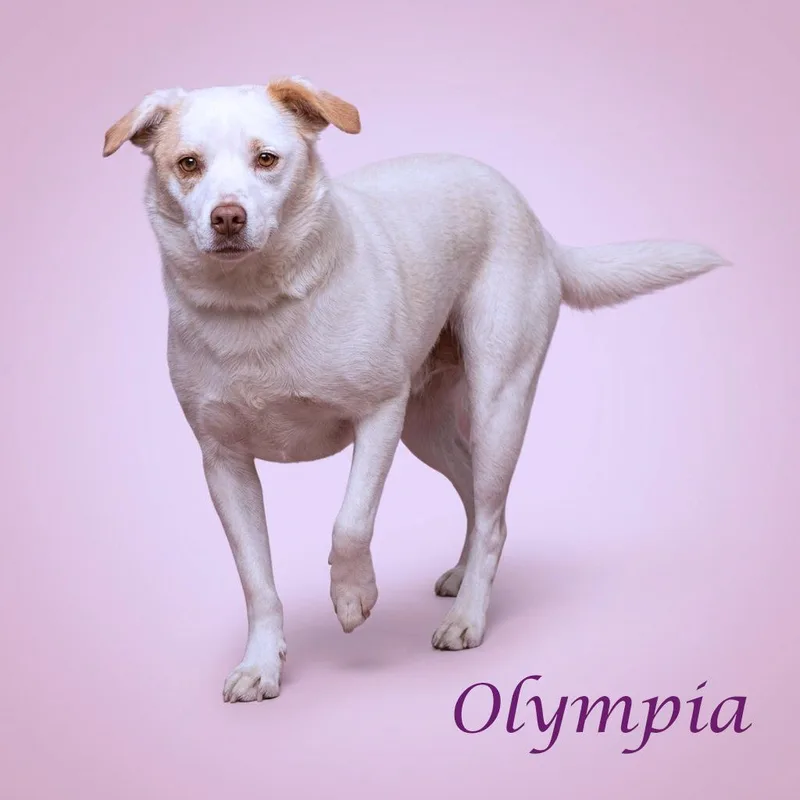 Olympia D thumbnail 3