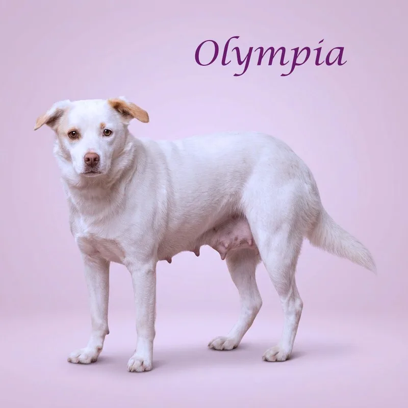 Olympia D thumbnail 4