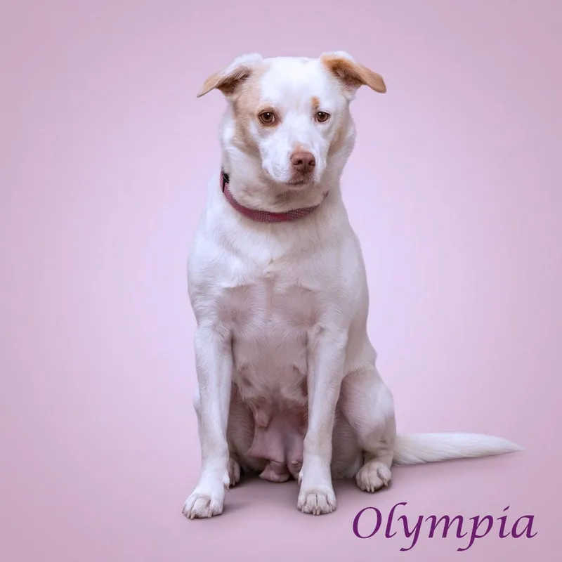 Olympia D thumbnail 5