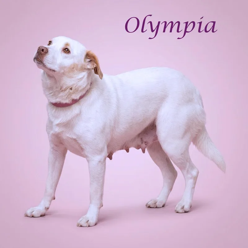 Olympia D thumbnail 6