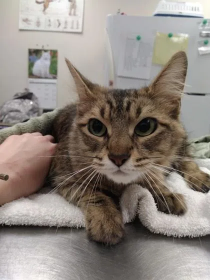 A baby small-sized female Domestic Medium Hair cat named Athena for adoption in Palm Coast, FL