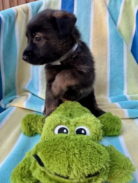 A baby medium-sized male Shepherd dog named Barolo for adoption in Houston, TX