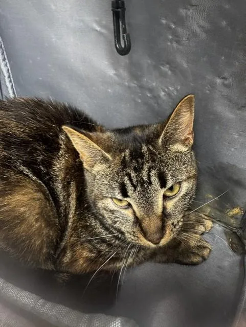 A young medium-sized female Domestic Short Hair cat named Albany for adoption in Derwood, MD