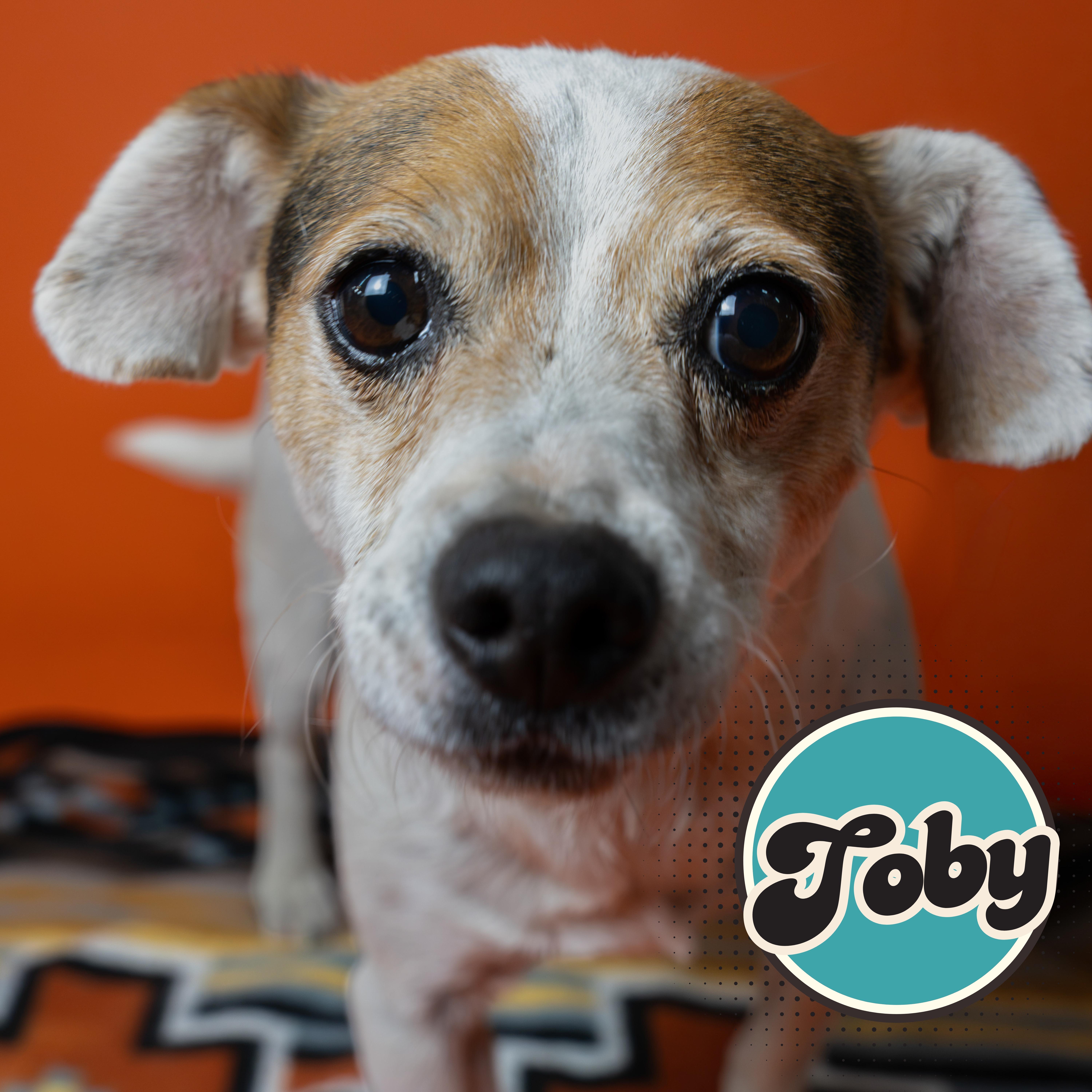 Toby