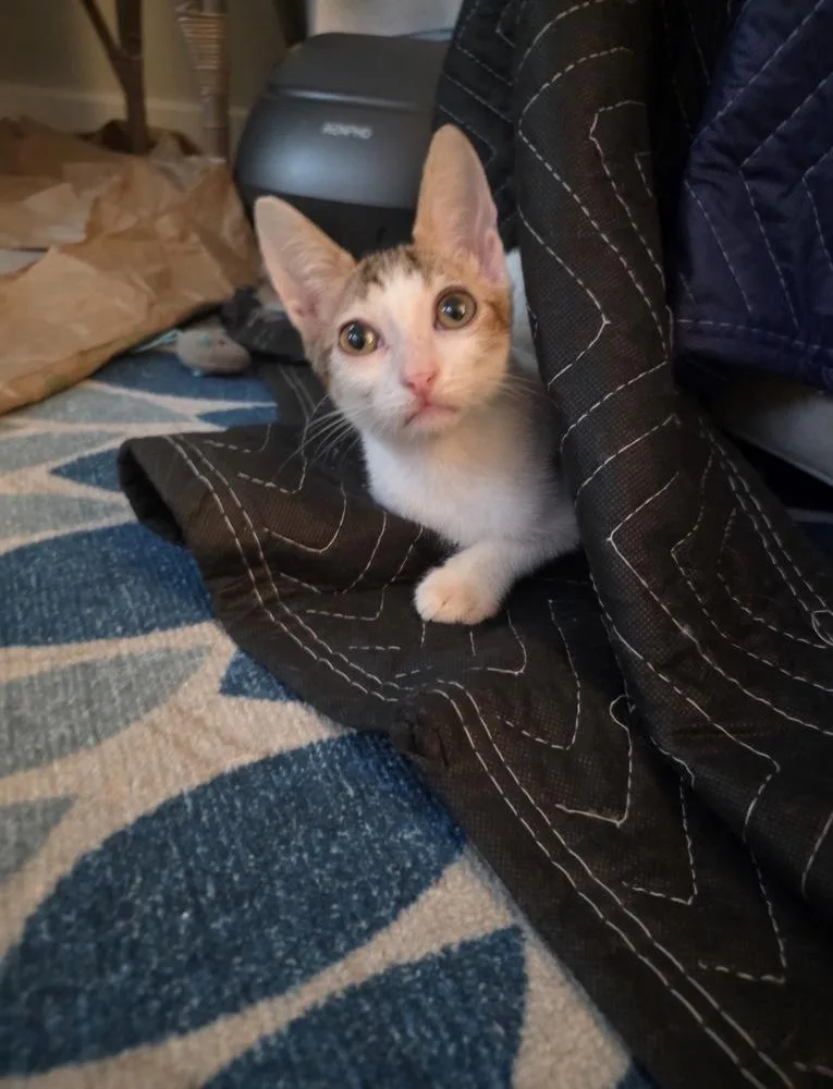 A baby medium-sized male White Domestic Short Hair cat named John for adoption in St. Petersburg, FL