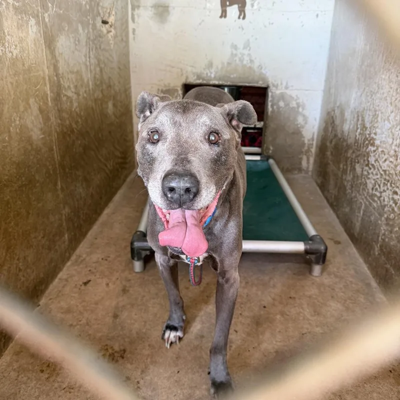 A senior large-sized male Gray / Blue / Silver Blue Lacy dog named Minor for adoption in Austin, TX