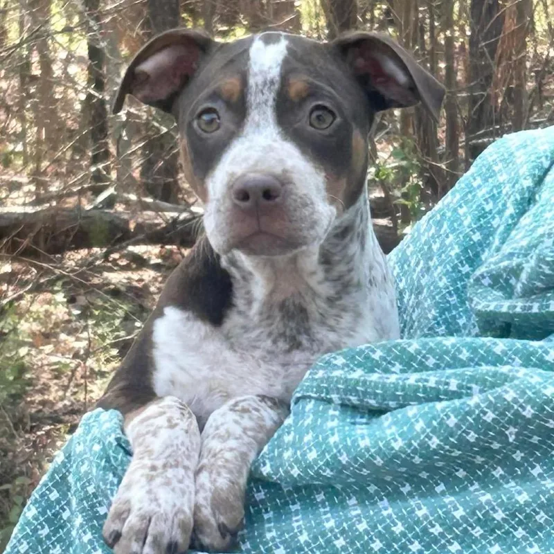 A young medium-sized female Pit Bull Terrier dog named Ballina for adoption in Medford, NY