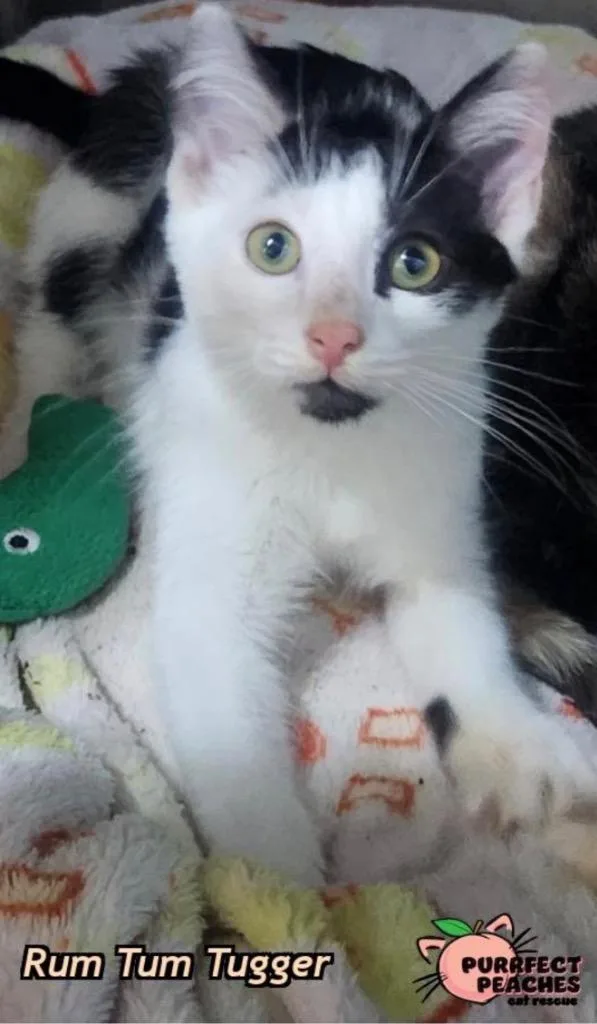 A baby medium-sized male Domestic Short Hair cat named Rum Tum Tugger for adoption in Douglasville, GA