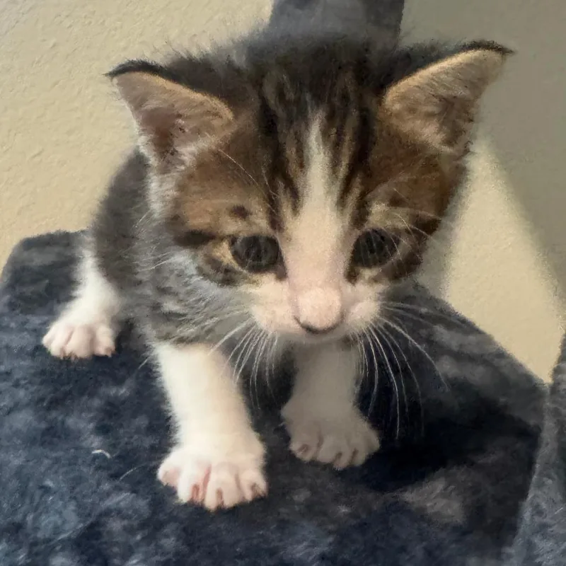 A baby small-sized male Domestic Medium Hair cat named Clover for adoption in Leander, TX