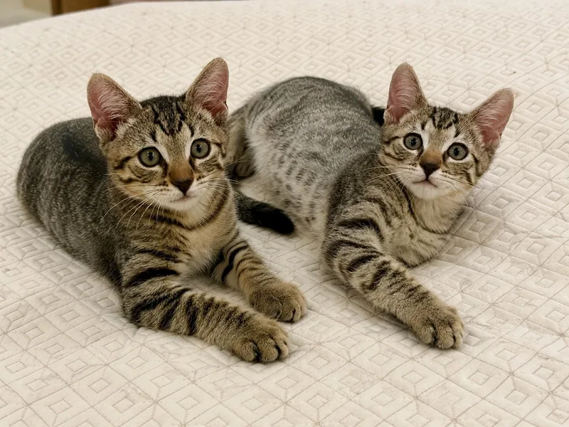 Sweet Pea & Purrcy thumbnail 2