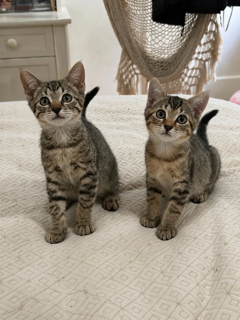 Sweet Pea & Purrcy thumbnail 3