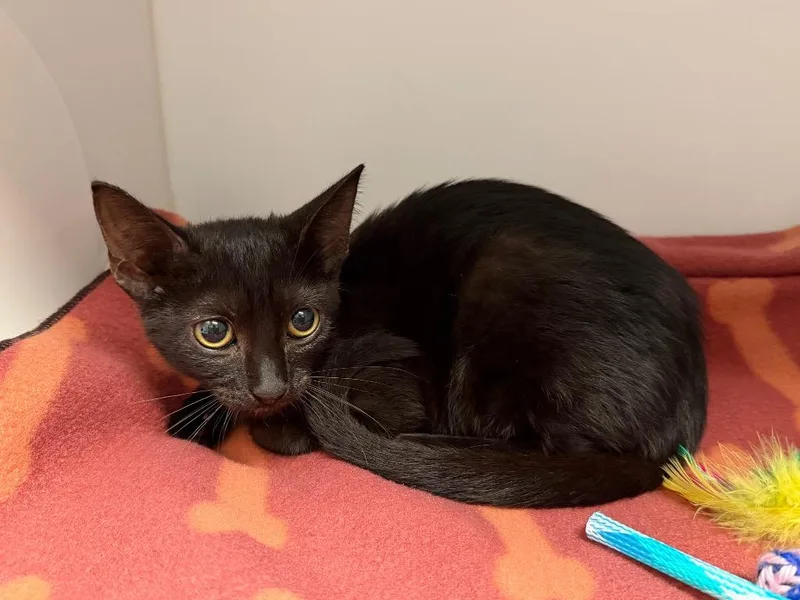 A baby small-sized female Domestic Short Hair cat named Glizzy for adoption in Cape Coral, FL