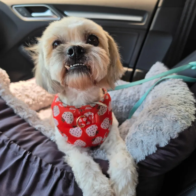 An adult small-sized female White / Cream Shih Tzu dog named Nilla for adoption in Rancho Santa Fe, CA