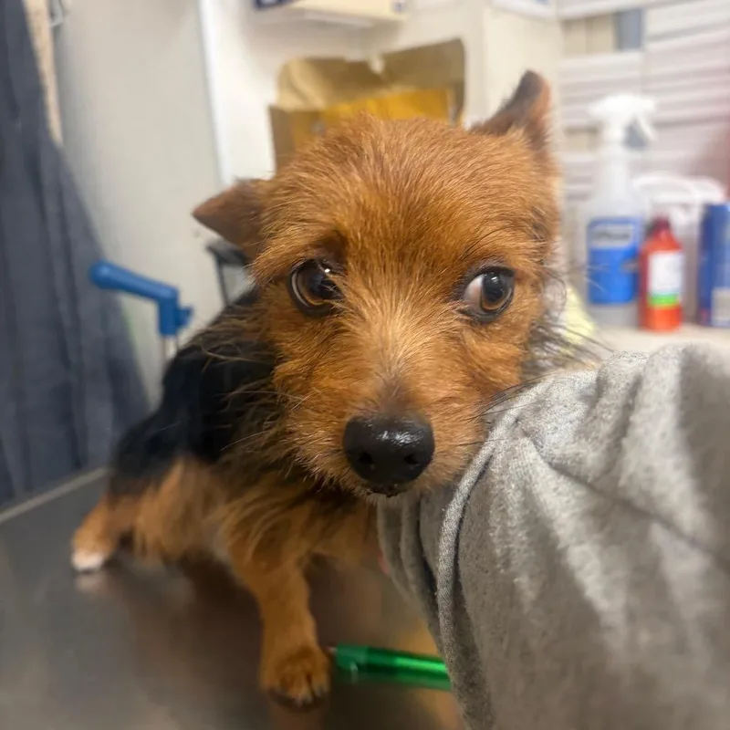 An adult small-sized female Black Mixed Breed dog named Yoyo for adoption in Pekin, IL