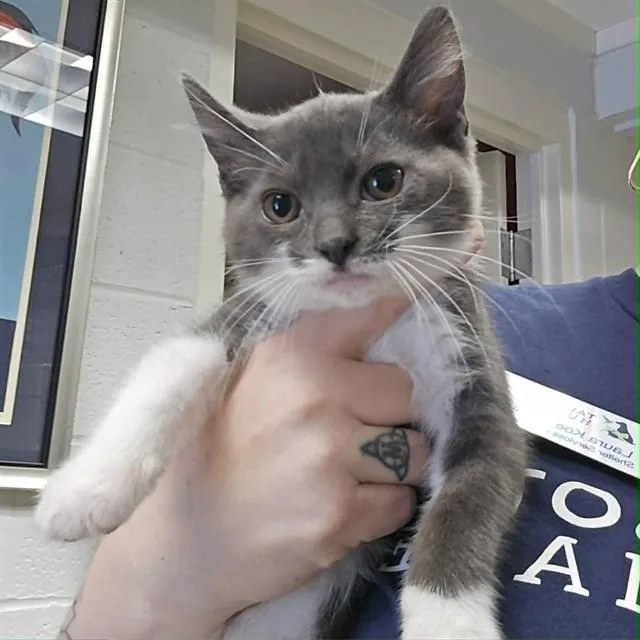 A baby small-sized female Domestic Short Hair cat named Castle for adoption in Easton, MD