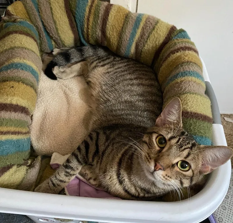 An adult small-sized male Domestic Short Hair cat named Jackson for adoption in Walnutport, PA