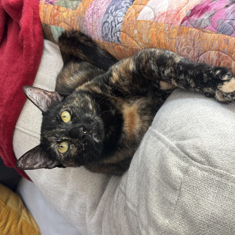 A young medium-sized female Tortoiseshell Domestic Short Hair cat named Linda for adoption in Houston, TX