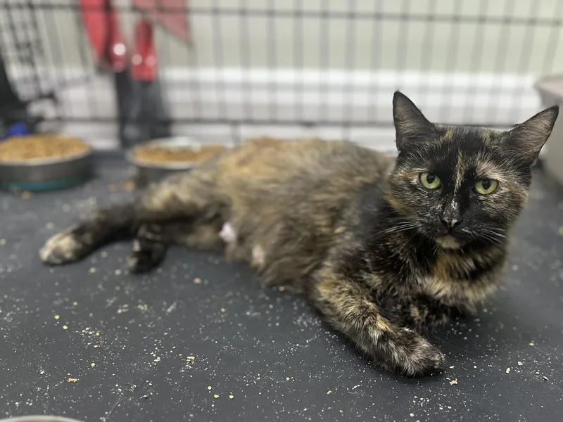 A young medium-sized female Tortoiseshell Domestic Short Hair cat named Tori for adoption in Pleasantville, NJ