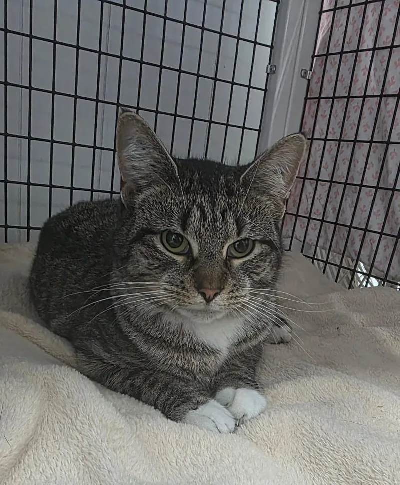 A young small-sized female Domestic Short Hair cat named Toffee for adoption in Ewing, NJ