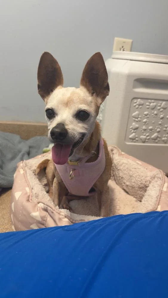 A senior small-sized female White / Cream Chihuahua dog named Bebita for adoption in Amherst, NY