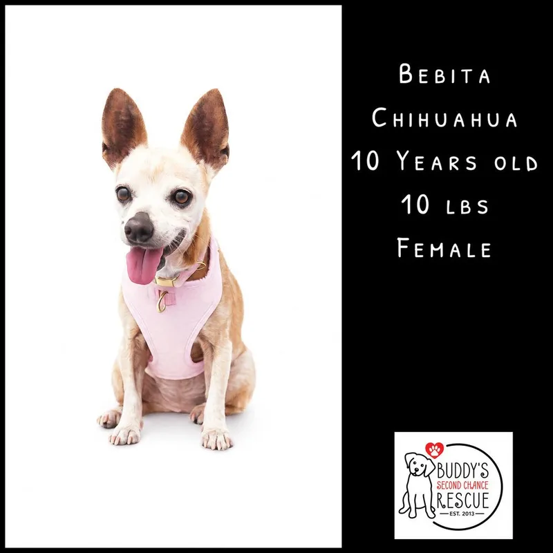 Bebita thumbnail 3