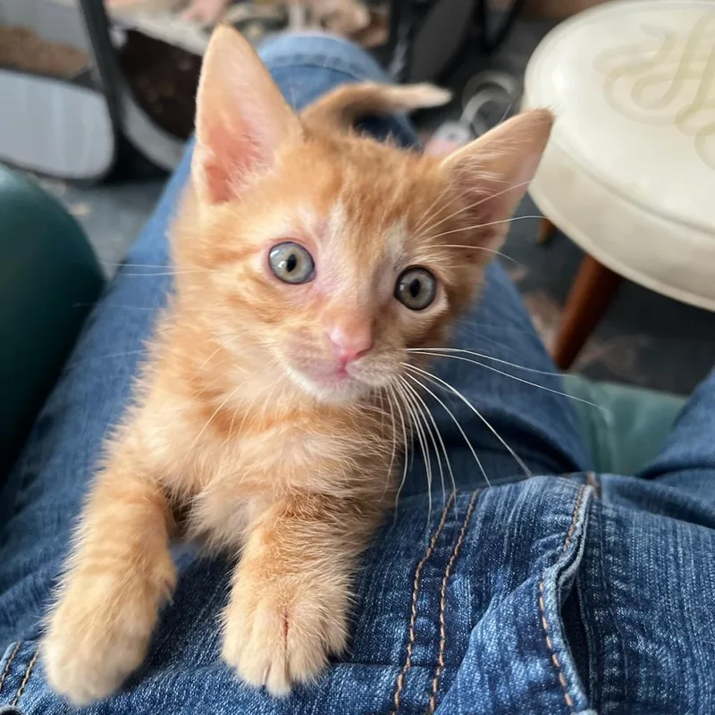 An adult small-sized male Orange / Red Domestic Short Hair cat named Scotch for adoption in Webster, TX