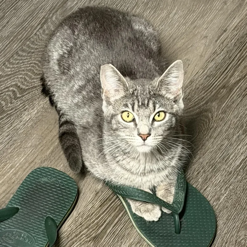A young small-sized female Gray / Blue / Silver Domestic Short Hair cat named Agnetha for adoption in Los Angeles, CA