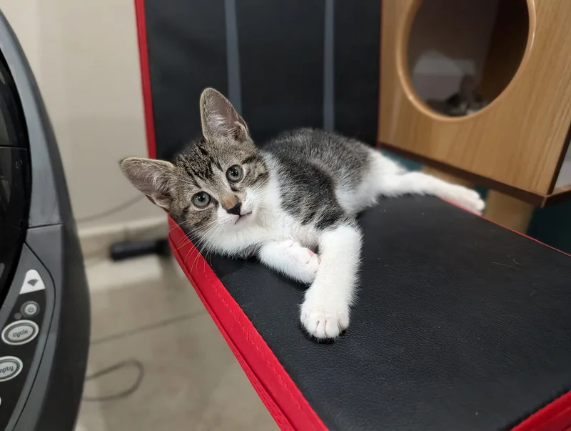 A baby small-sized male Domestic Short Hair cat named Ross for adoption in Orlando, FL