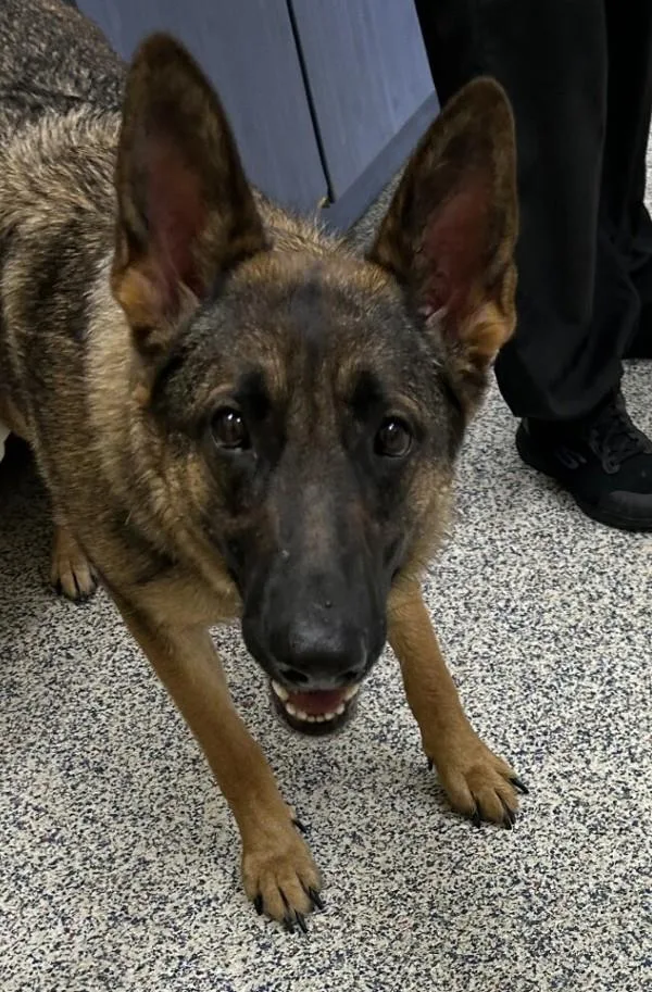An adult large-sized female German Shepherd Dog dog named Riley for adoption in Golden, CO