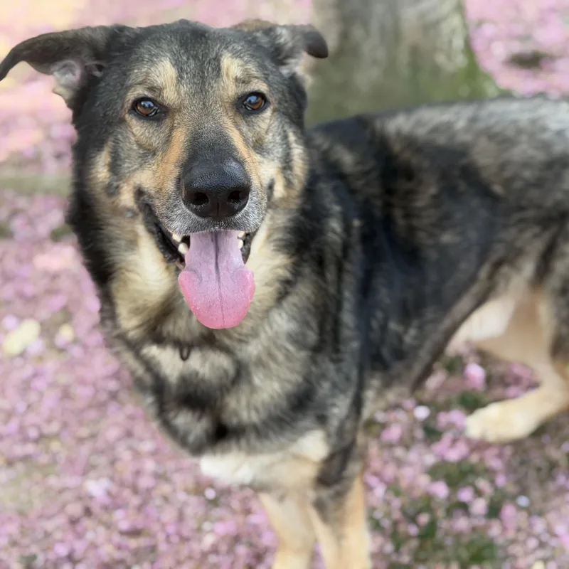 An adult large-sized male Bicolor Shepherd dog named Apollo for adoption in Fredericksburg, VA